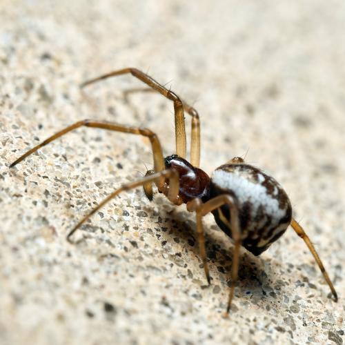 Réf. 307 003 : Frontinellina frutetorum